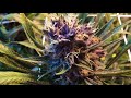 Cannabis Indoor 2017 S:5 E:10 The Winter Frost Has Come!!