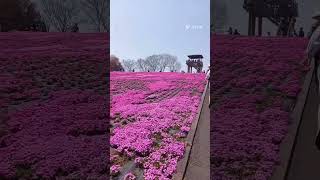 [栃木県芝ざくら公園]　②中に入って来ました　行ったつもりで見て下さい　