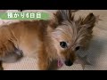 ちょっと怖がりな保護犬が慣れるまでの1週間の成長記録