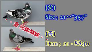 広島；鳩勉強会 (k-13)  ♦全兄弟配合鳩 (ve 992)♦