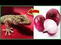 How to get rid of Lizards at Home Permanently and Quickly - Best Remedies For Lizards Stop