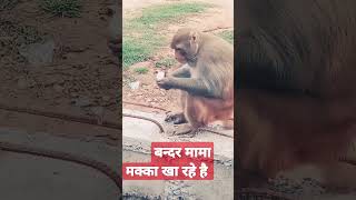 manki | bandar | funny manki comedy video | funny monkey #shorts #manki #bandar #monkey