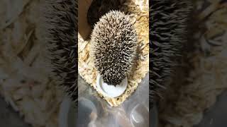 お食事中〜真上からの図　#ふれあい #hedgehog #ハリネズミ