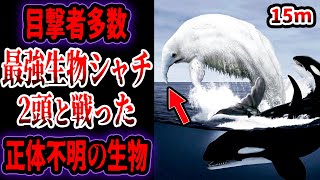 【ゆっくり解説】最強生物シャチ2頭と戦った未だ正体不明の\