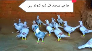 chacha sajjad ky new kabutar Vlog 243by chacha sajjad چاچا سجاد