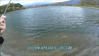 フライでバス（バス釣れませんでした）2019/4/24河口湖