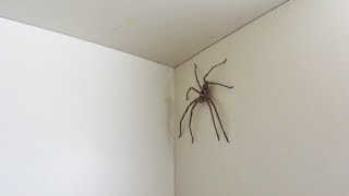 Massive House Spider in Japan #1 (HUNTSMAN SHOWDOWN!?) [Kiwi In Japan 014]