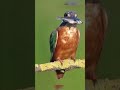 KINGFISHER #shorts #short #birds #burung #shortvideo #kingfisher #kingfishers #rajaudang