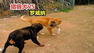 6月龄中亚猎狼犬遭遇成年罗威纳犬，会发生什么，能友好相处吗