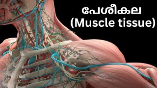 ചലനത്തിനു  പിന്നിൽ - പേശീകല (Muscle tissue) Biology New Syllabus Std -9 Kerala