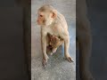 baby monkey feed monkeyvideo monkey bandar