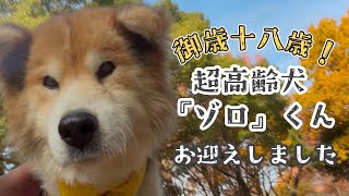 元飼い主が施設入所の為、残されたハイシニア犬を急遽お迎えしました。【ゾロ】