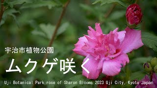 猛暑の京都に綺麗なムクゲが咲く　宇治市植物公園　2023　京都府宇治市　Uji Botanical Park rose of Sharon Blooms  Uji City, Kyoto Japan