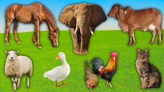 Amazing Animal Sound Collection! Duck, Cow, Goat, Sheep, Chicken, Cat, Elephant - Farm Animal Sounds