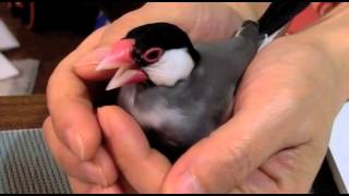 手の平でまったりとする桜文鳥ほーちゃん 文鳥動画 Java Finch