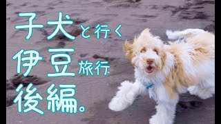 子犬と伊豆旅行前編｜6ヶ月の愛犬とAirbnbでワーケーションしつつ海とBBQ