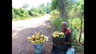 Natural Forest fruits \u0026 Mushroom ផ្លែឈើព្រៃនិងផ្សិតធម្មជាតិ