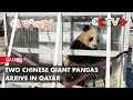 Two Chinese Giant Pandas Arrive in Qatar on 15-year Stay in Cooperation Program