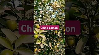 Grow to  china lemon plant # SADA Bahar lemon # Hybrid # Chinese lemon #fruit #garden #viralshorts