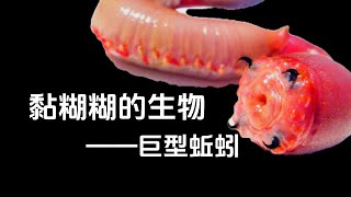 黏糊糊的生物——吉普斯兰巨型蚯蚓Slimy Creatures - Gippsland Giant Earthworms