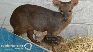 Conoce al venado más pequeño del mundo, el pudú