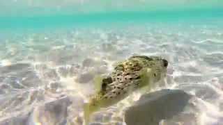 Chasing a puffer fish in La Paz, Mexico