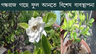 24/04/2022-গন্ধরাজ গাছে ফুল আনতে বিশেষ ব্যবস্থাপনা।Gardenia plant care