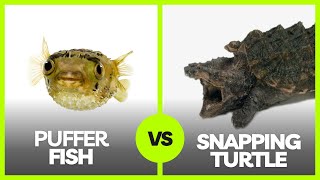 Puffer Fish vs. Snapping Turtle: A Battle of Bizarre Beasts