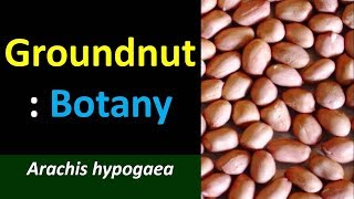 Economic Botany of Groundnut (Arachis hypogaea)