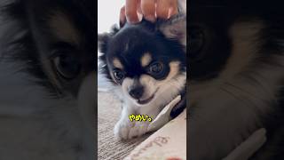 キレまくるチワワと笑ってるばあちゃん #chihuahua #dog