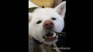 鯛めしの味見ー！#shorts#　秋田犬#秋田犬天子#鯛飯