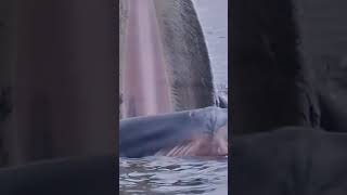 blue whale hunting | നീല തിമിംഗലം മീനുകളെ തിന്നുന്ന അപൂർവമായ വീഡിയോ |Me and Wild Stories |#Shorts