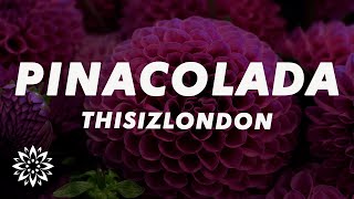 Thisizlondon - PINACOLADA (Lyrics) ft. Ayra Starr \u0026 6LACK