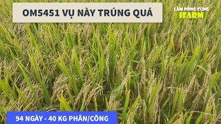 LÚA OM5451 PHUN KẼM 700 IFARM