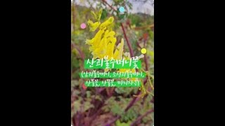 산괴불주머니. Corydalis speciosa. 암괴불주머니. 조선괴불주머니. 산불꽃. 산뿔꽃. 마씨자근 / 꽃 백과사전. 식물도감 flower. encyclopedia. 배근휘