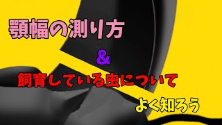 顎幅の測り方＆自分で飼育しているクワガタをよく知ろう