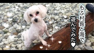 愛犬を初めて海に連れて行ってみた！