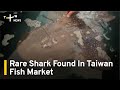 Rare Shark Found In Taiwan Fish Market | TaiwanPlus News