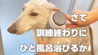 【ホワイトシェパード】訓練所にお迎えに行ったら土の香りが凄かった!!臭いので帰ってお風呂に入れよう