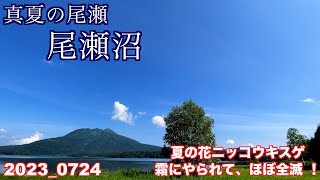 真夏の尾瀬沼 と大江湿原に行って来ました