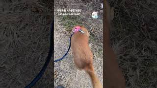 20250122 오후 산책 an afternoon walk - 따야 Ddaya# #따야 #Ddaya #jindo #왕크왕귀 #puppy #jindodog #진돗개 #댕댕이 #간식