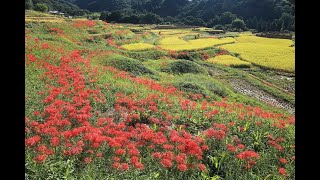 寺坂棚田と彼岸花　2022