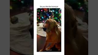 Dogs being clumsy #funny #lovegoldens #funnypets #pets #cutegolden #petvideos #funnyanimals #animals