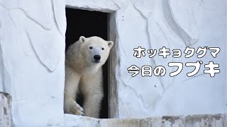 【東山動植物園公式】今日のフブキ《 ホッキョクグマ　クマ 》