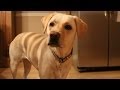 Five Ways to Know Your Dog Loves You Five Ways to Know Your Dog Loves You