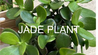 Where to put JADE PLANT to activate Good Luck?