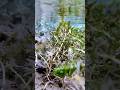 Wow 😳 So Beautiful 😍 Flower And plants ☘️ #underwater #shortsvideo #beauty #water #amazing #shorts