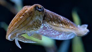 Pier Fishing for Squid! | Catch CLEAN and Cook