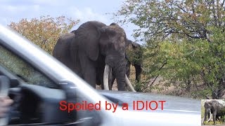 Tourist Spoils Magnificent Elephant Sighting In Kruger Park.  \