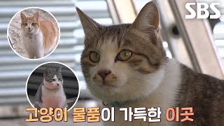 텐트 공장 마스코트 고양이 ‘오렌지×콜라×망고’